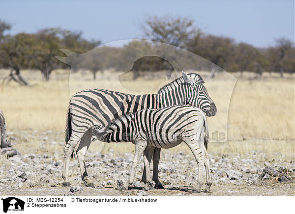 2 Steppenzebras / 2 plains zebras / MBS-12254