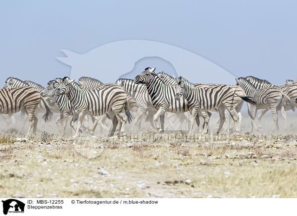Steppenzebras / plains zebras / MBS-12255
