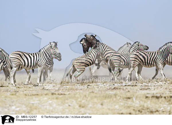 Steppenzebras / plains zebras / MBS-12257
