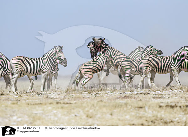 Steppenzebras / MBS-12257