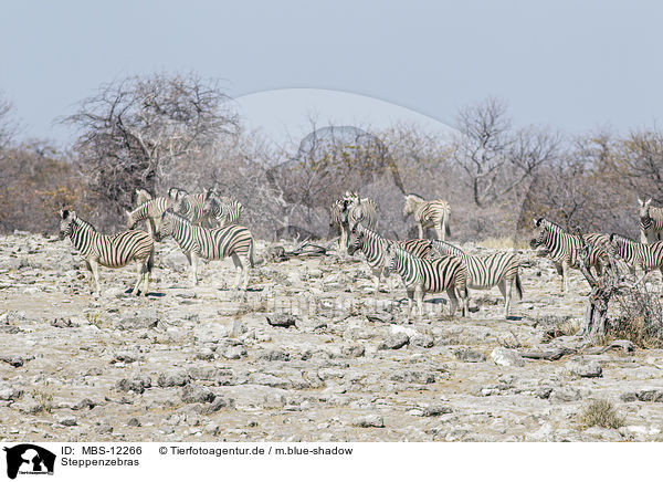 Steppenzebras / MBS-12266