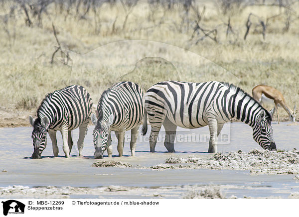 Steppenzebras / plains zebras / MBS-12269