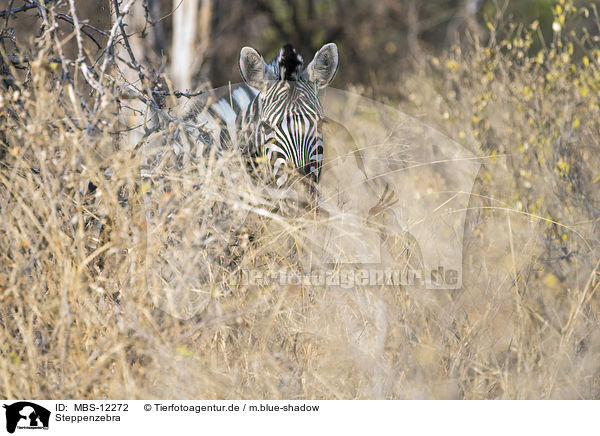 Steppenzebra / MBS-12272