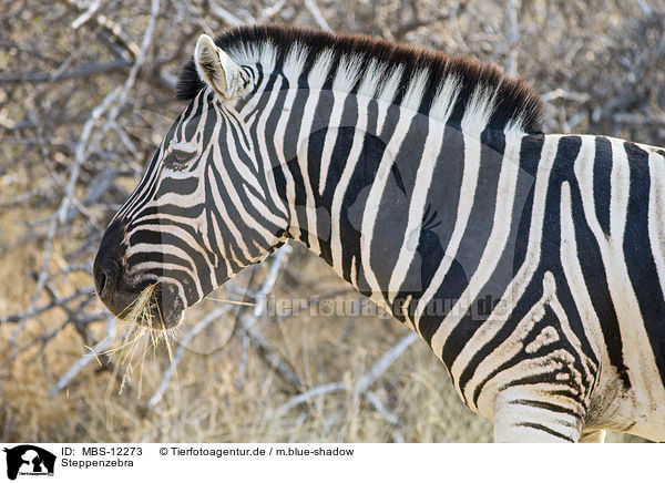 Steppenzebra / plains zebra / MBS-12273