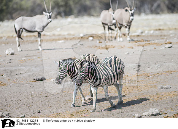 2 Steppenzebras / 2 plains zebras / MBS-12278