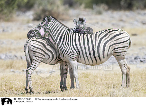 2 Steppenzebras / 2 plains zebras / MBS-12283