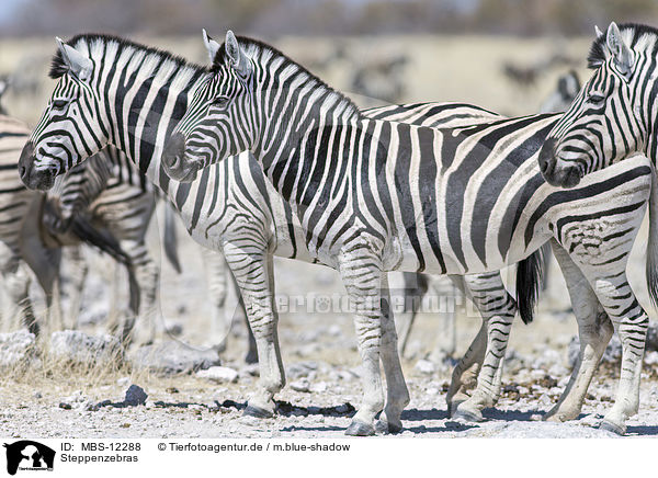 Steppenzebras / plains zebras / MBS-12288