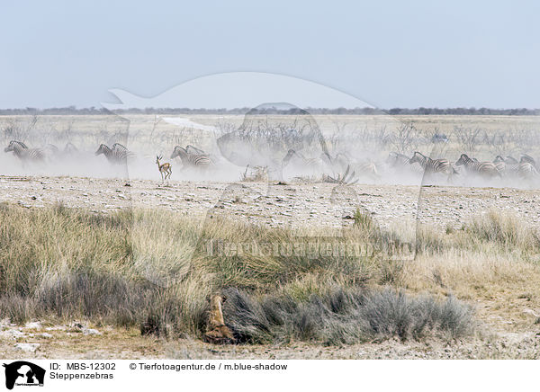 Steppenzebras / plains zebras / MBS-12302
