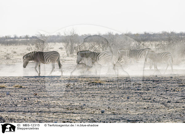 Steppenzebras / plains zebras / MBS-12315