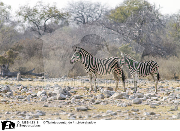 2 Steppenzebras / 2 plains zebras / MBS-12318