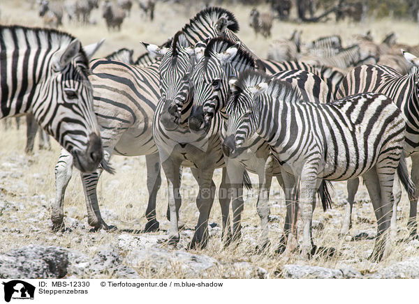 Steppenzebras / plains zebras / MBS-12330