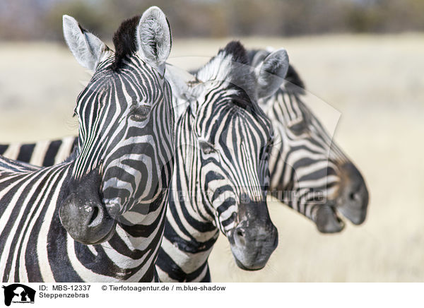 Steppenzebras / plains zebras / MBS-12337