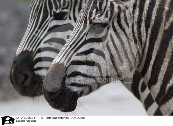 Steppenzebras / AVD-03811