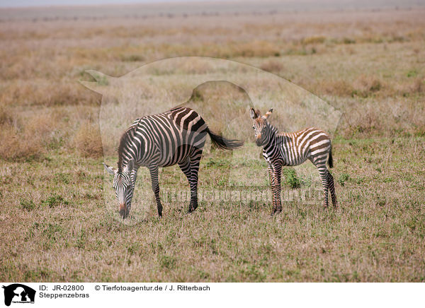 Steppenzebras / plains zebras / JR-02800