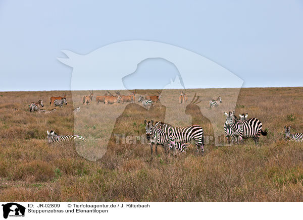 Steppenzebras und Elenantilopen / JR-02809