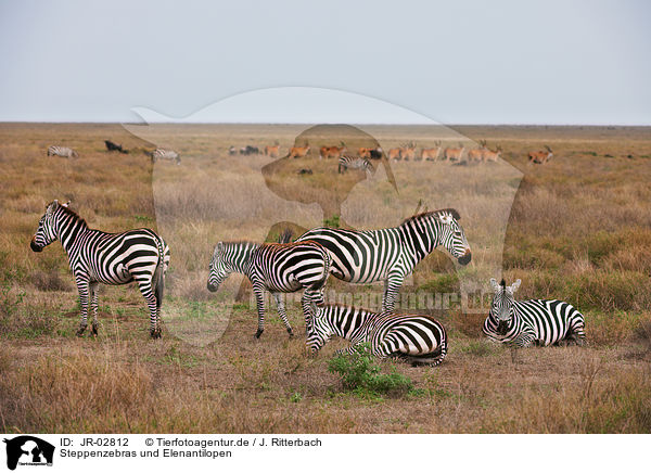 Steppenzebras und Elenantilopen / plains zebras and elands / JR-02812