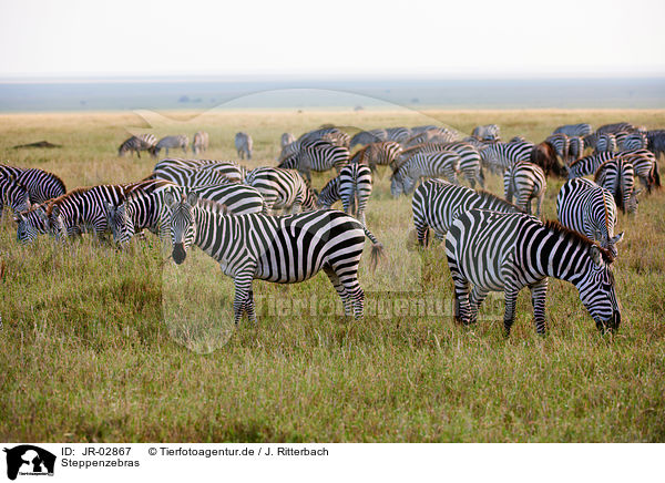Steppenzebras / plains zebras / JR-02867