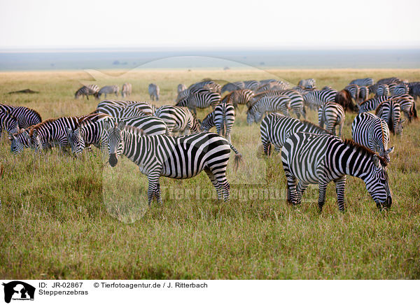 Steppenzebras / JR-02867