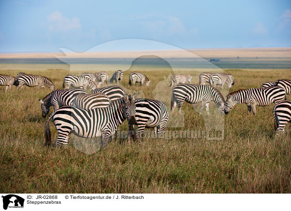 Steppenzebras / plains zebras / JR-02868