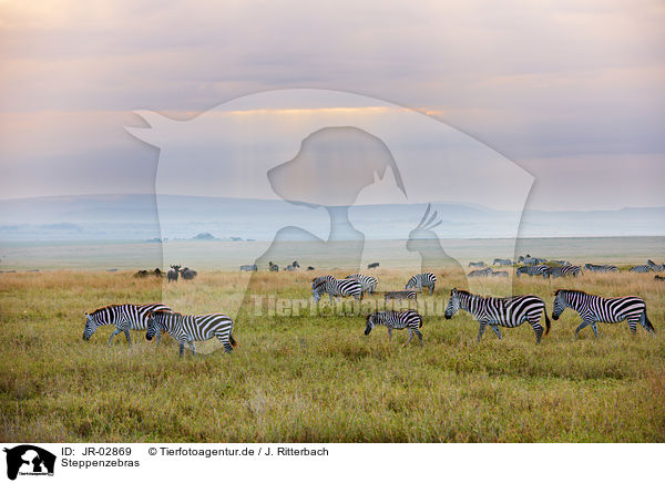 Steppenzebras / plains zebras / JR-02869