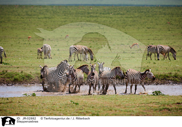 Steppenzebras / JR-02882