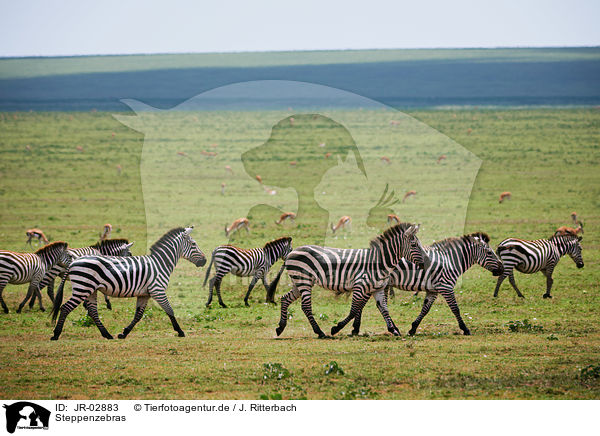 Steppenzebras / JR-02883