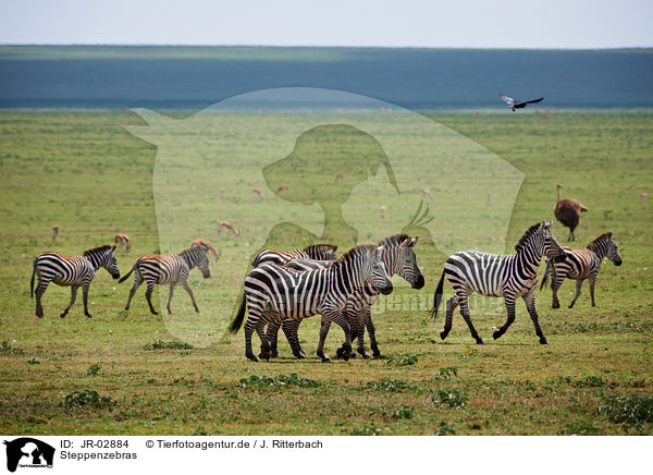 Steppenzebras / JR-02884