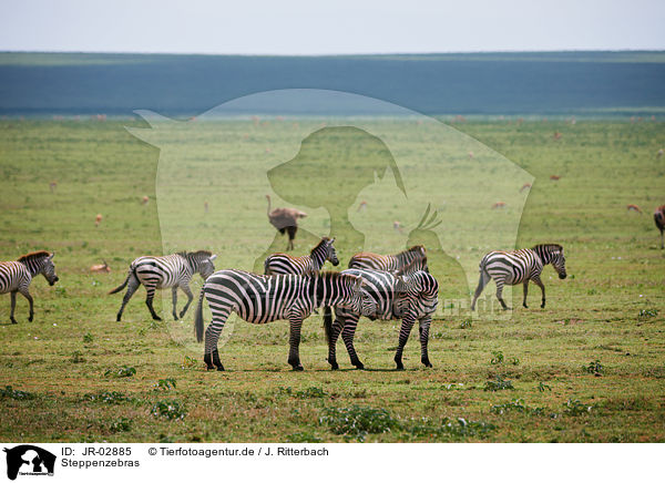 Steppenzebras / JR-02885