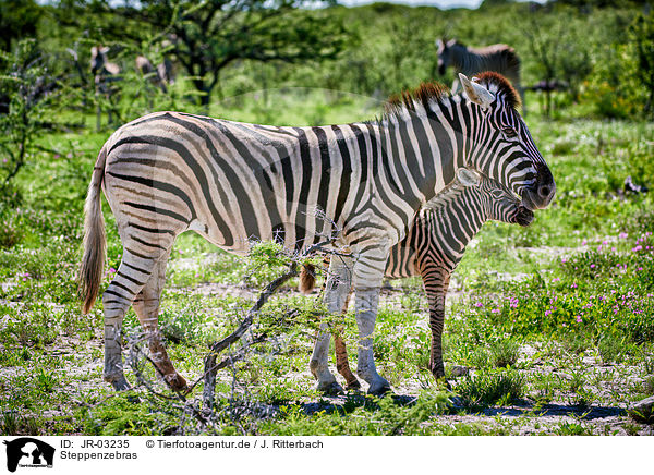 Steppenzebras / plains zebras / JR-03235