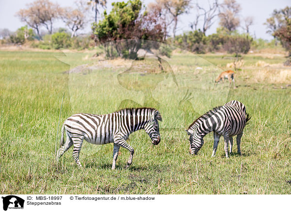 Steppenzebras / plains zebras / MBS-18997