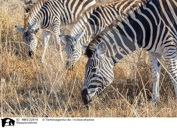 Steppenzebras / Burchells Zebras / MBS-22818