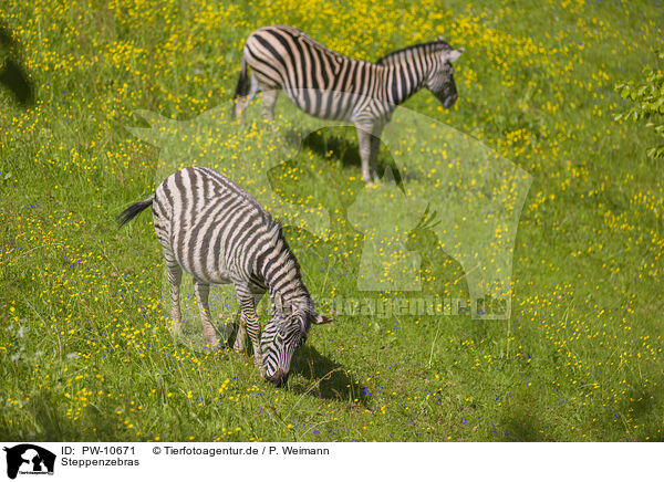 Steppenzebras / plains zebras / PW-10671