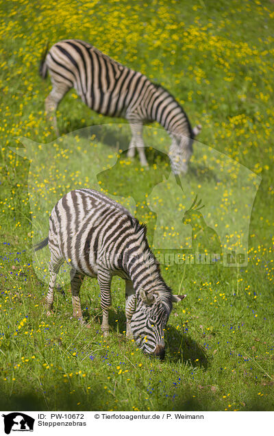 Steppenzebras / plains zebras / PW-10672