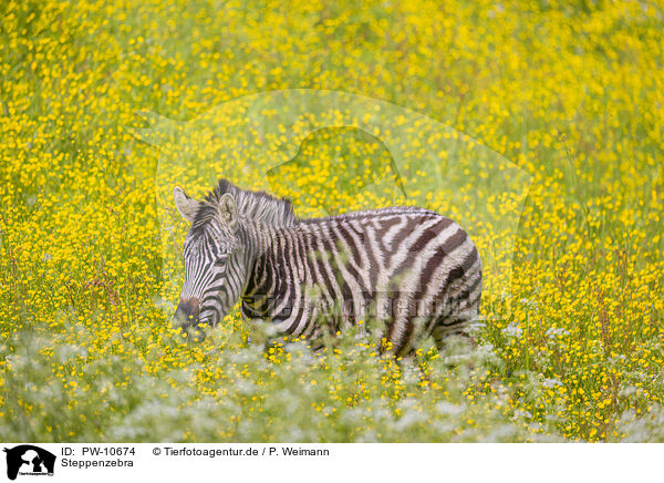 Steppenzebra / plains zebra / PW-10674