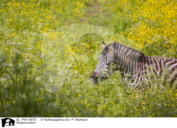 Steppenzebra / plains zebra / PW-10675