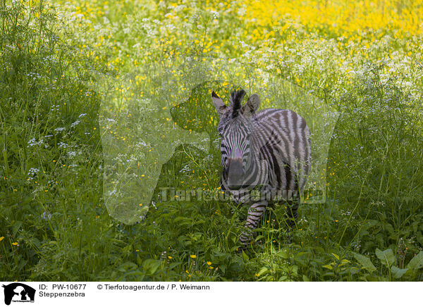 Steppenzebra / plains zebra / PW-10677