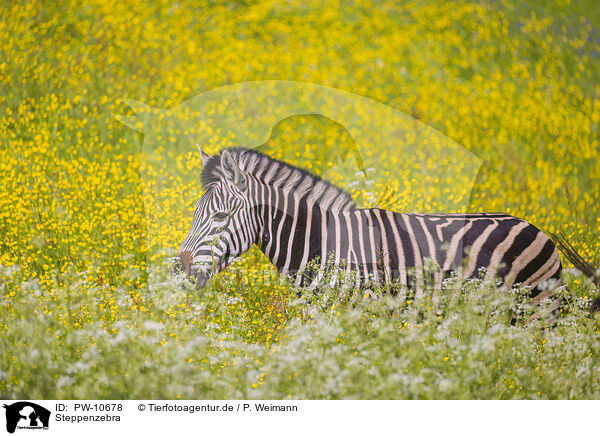 Steppenzebra / PW-10678