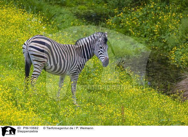 Steppenzebra / PW-10682