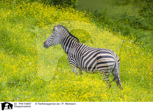 Steppenzebra / PW-10687