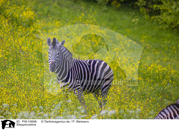 Steppenzebra / PW-10698