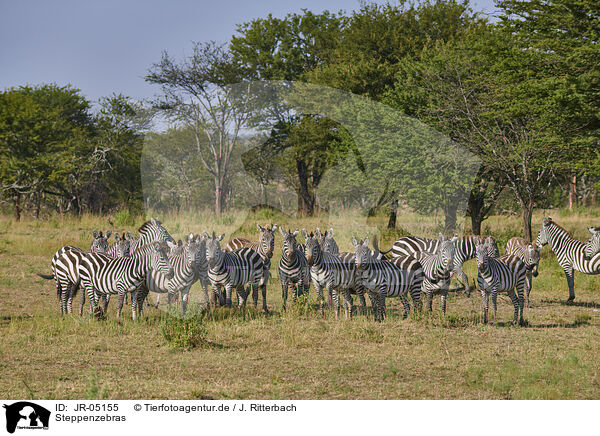Steppenzebras / plains zebra / JR-05155