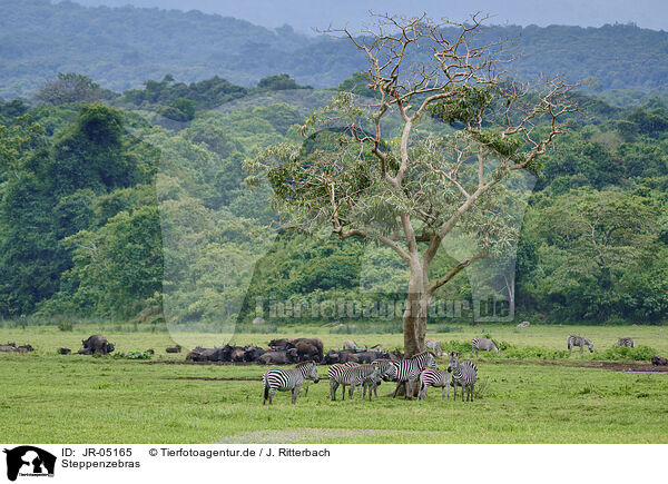 Steppenzebras / plains zebra / JR-05165