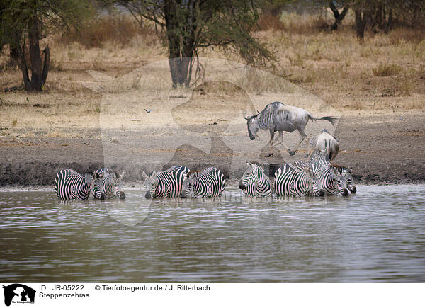 Steppenzebras / plains zebra / JR-05222