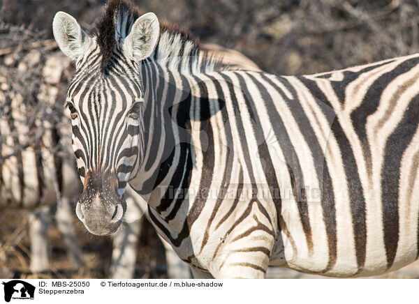 Steppenzebra / plains zebra / MBS-25050