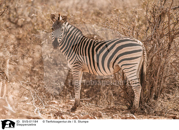 Steppenzebra / plains zebra / SVS-01184
