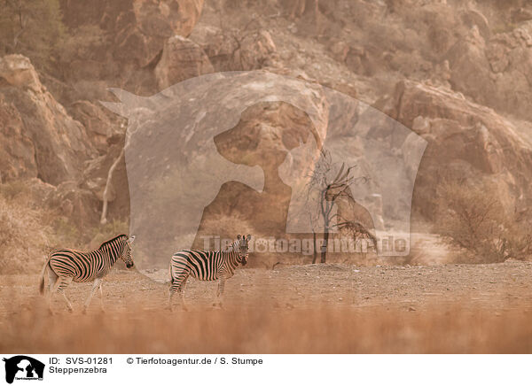 Steppenzebra / plains zebra / SVS-01281