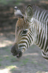 Steppenzebra