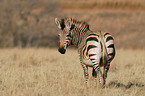 Steppenzebra