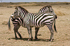 Steppenzebras