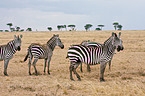 Steppenzebras